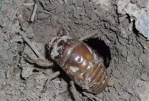 神奇的知了猴我国一元一只供不应求,美国泛滥成灾无计可施
