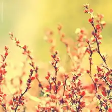 爱情,我们这样告诉自己
