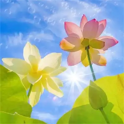 人财两旺的图片微信头像,顺风顺水又招财的微信头像

