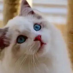 仙女猫海洋一般湛蓝的眼睛
