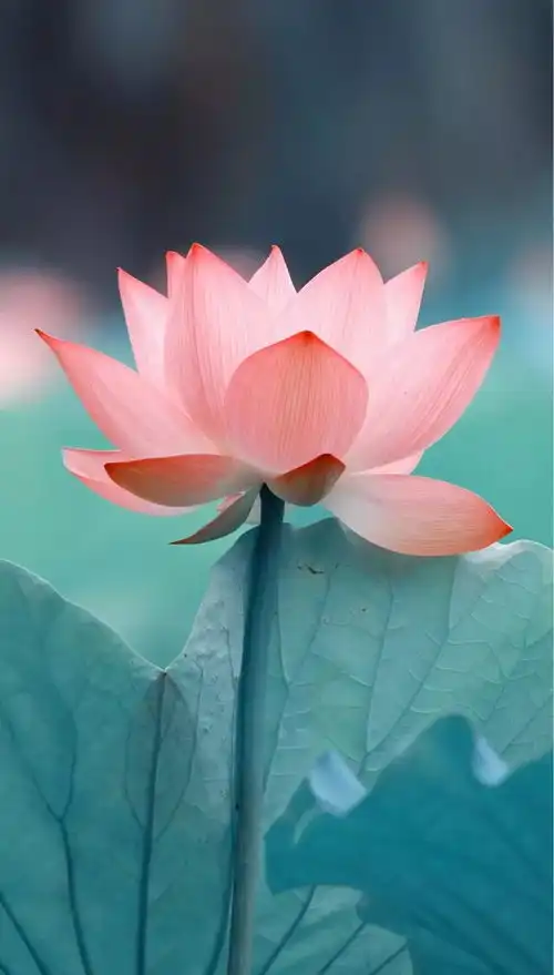 弘一法师切莫误解佛教
