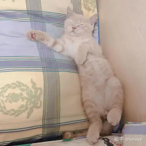 和猫睡一个被窝,有什么风险
