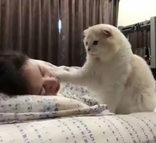 女主人赖在床上不起,猫咪看不下去喊她起床,动作简直萌翻了
