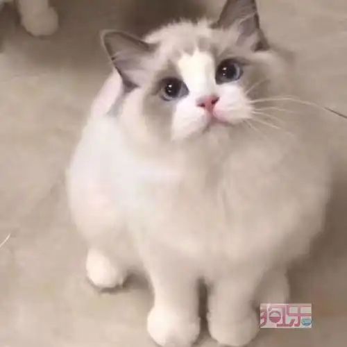布偶猫怕冷吗如何正确给猫保暖
