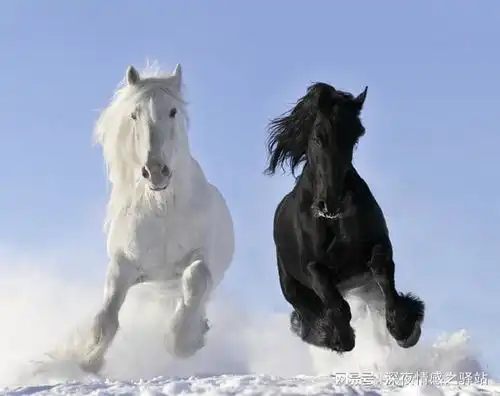 驴的历史有啥特殊能力,为什么马永远无法取代它呢
