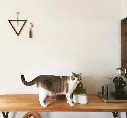 日本独居女生晒治愈系日常照,一人一猫,一日三餐,走红网络
