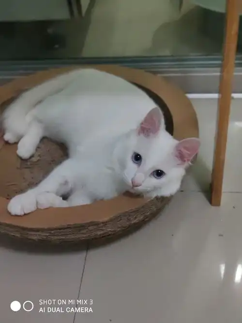 求助猫咪爱在床上拉尿,快要崩溃了
