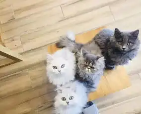 云养猫不过瘾重庆超治愈猫咪咖啡馆萌化你,猫奴必去

