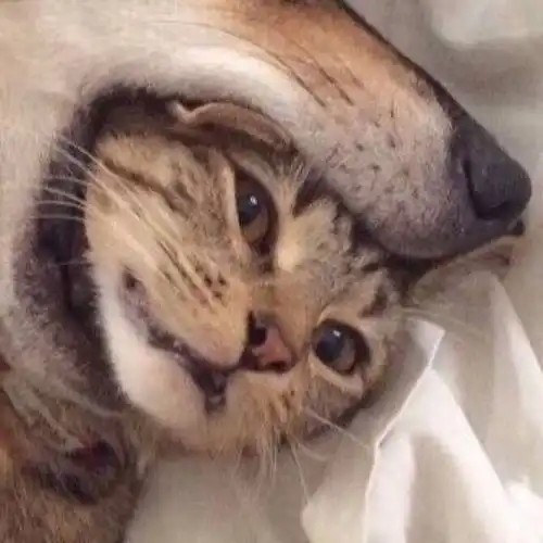 有没有好看或者沙雕的猫猫情头

