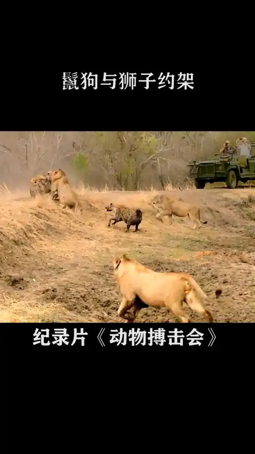 鬣狗为夺回食物,与狮子约战,不料却被狮子打的落荒而逃纪录片
