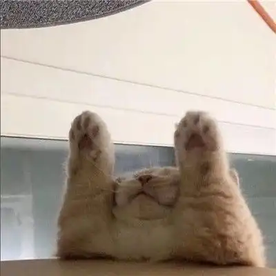 超搞笑的二货逗比萌宠头像你的可爱治愈世间一切的不可爱
