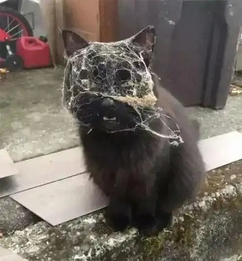 诚不我欺温暖我心猫咪真的太治愈了
