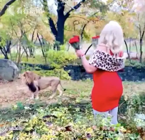 美国女子跨过动物园围栏给狮子撒钱还高喊我爱你
