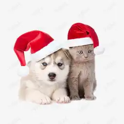 过圣诞节的哈士奇素材图片免费下载高清节日素材png千库网图片编号6267425
