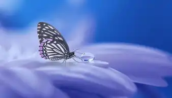 蝴蝶,性质,昆虫,翼,夏季,背景,动物,招标,花,关闭,滴,一滴水,开花,宏,蓝色,浪漫
