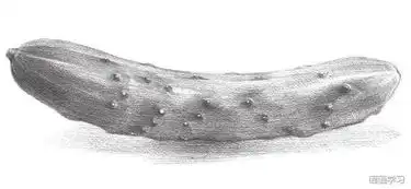 如何学素描素描蔬菜黄瓜的绘画教程
