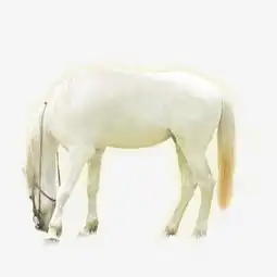 1978年生肖属马人2020年全年各方面运气吉凶详解
