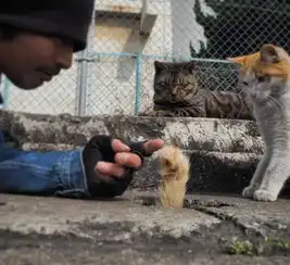 喵星人托我们告诉铲屎官,这才是真躲猫猫早安周末
