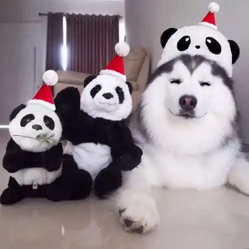 萨摩微笑天使的名头要不保了二哈竟然成为最有力竞争者

