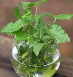 18种常见花赶紧扦插,100活
