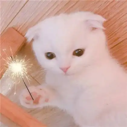 蜜糖般文艺的宠物名字大全简单大气可爱点
