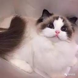 铲屎官家的布偶猫,洗完澡后简直不忍直视

