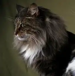 宠慕李超手把手教你分辨缅因猫和挪威森林猫
