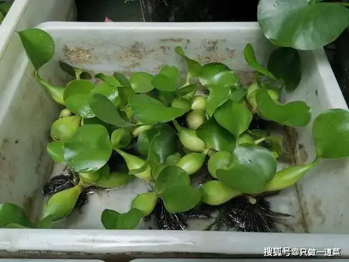 曾经在我国一度泛滥成灾的水葫芦,危害有多大
