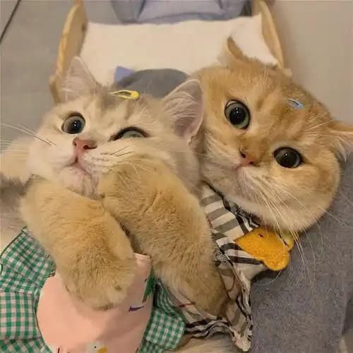 可爱猫咪情头总结了一些特别有幸福感的小事
