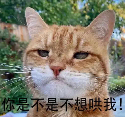 一看就是我本人系列的沙雕朋友圈文案
