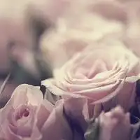 小清新唯美意境头像静静的,暖暖的,柔柔的花儿来了
