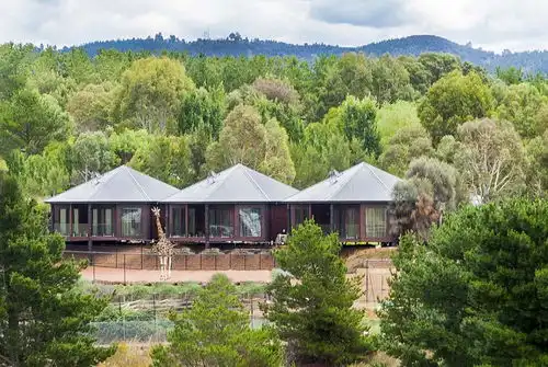 澳大利亚动物园中开旅馆房客可与狮子共进晚餐
