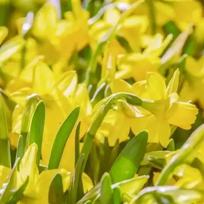 70后微信头像,70后微信头像花草图片大全
