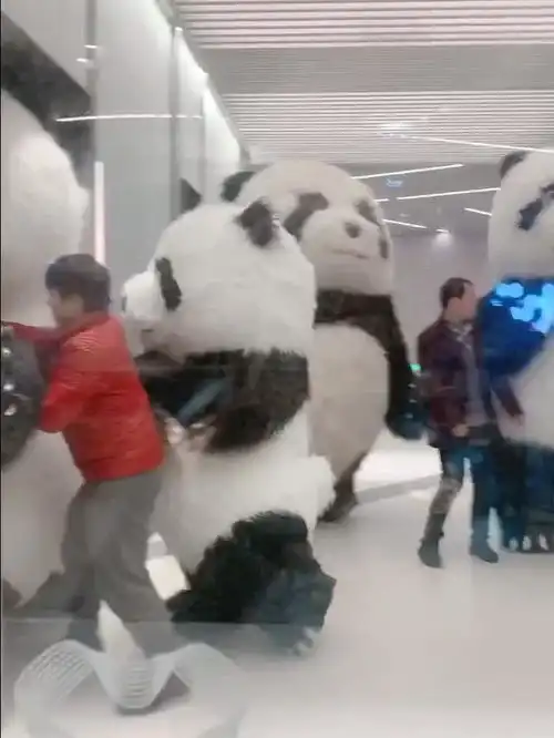 一群不听话的大猫猫,估计只有江左梅梅治得了天了噜,工作人员对我们国宝温柔点
