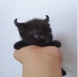 发现家里的喵星人会站着上厕所,简直霸气外露..
