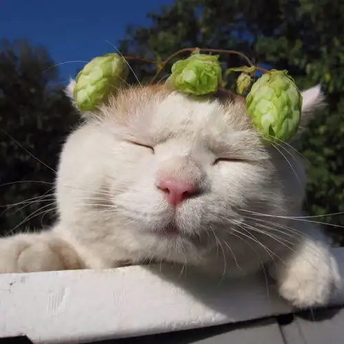 有什么值得推荐的头像
