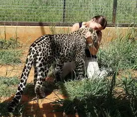 在非洲,动物学家遇到面临危险的大型猫科动物一定要提供帮助吗

