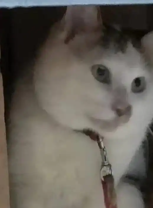 在广州开小卖部让猫咪帮忙看店,你可能会遇到这些情况
