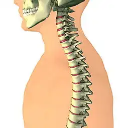 脊椎骨图片图片大全
