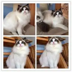 图哪里有出售精品宠物布偶猫猫包纯种健康送货上门晋城宠物猫晋城列表网
