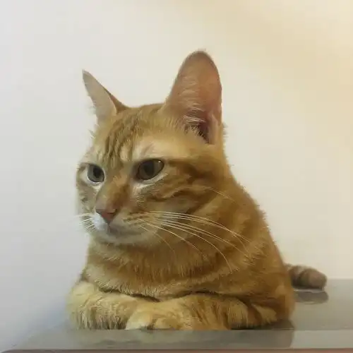 中华田园猫可以当宠物猫养吗
