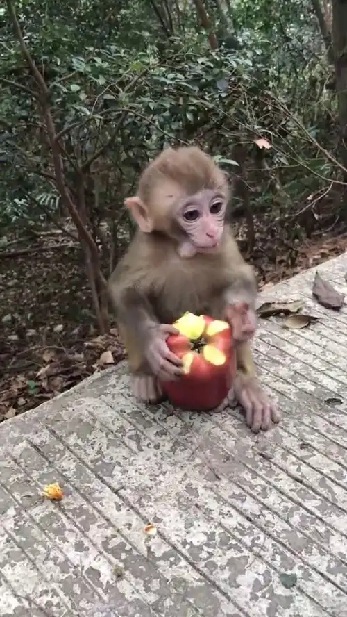 小猴子坐在地上啃苹果,不吵也不闹一脸的呆萌,真是太可爱了
