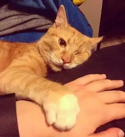 橘猫一只眼身体不协调,所以,爱它你退缩了吗丨每日午间报
