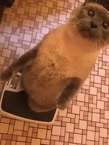 越来越多的猫准备成精界面新闻
