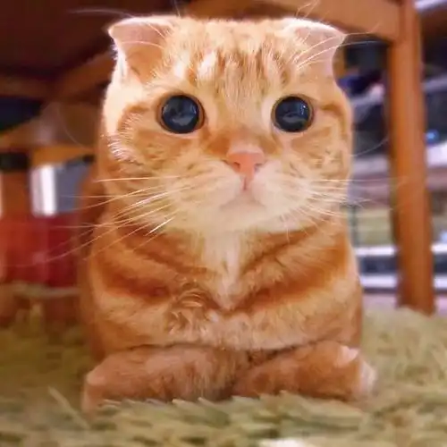 听说你想换头像不如来看看这组猫
