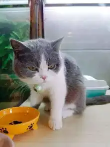 云养猫不过瘾重庆超治愈猫咪咖啡馆萌化你,猫奴必去
