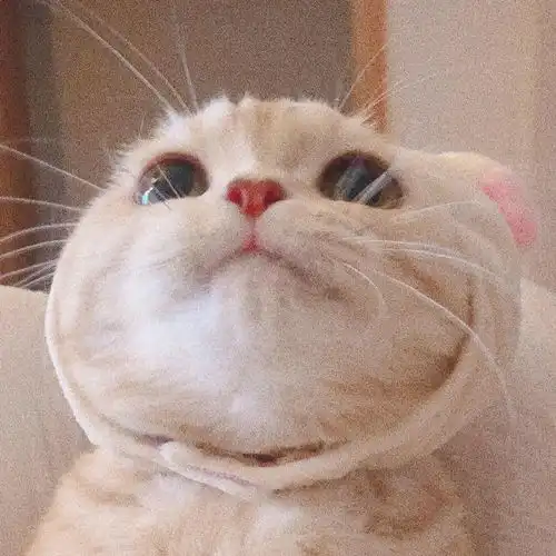 可爱萌宠猫咪头像一如既往万事胜意
