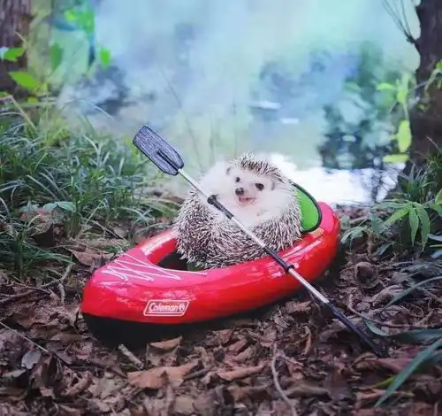 幽默笑话让你开怀大笑的段子,幽默滑稽,专治各种不开心
