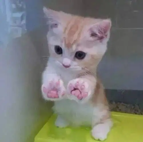 猫咪的肉垫到底有什么秘密
