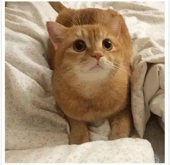 萌孩子胖橘猫这两种生物在一起太治愈了
